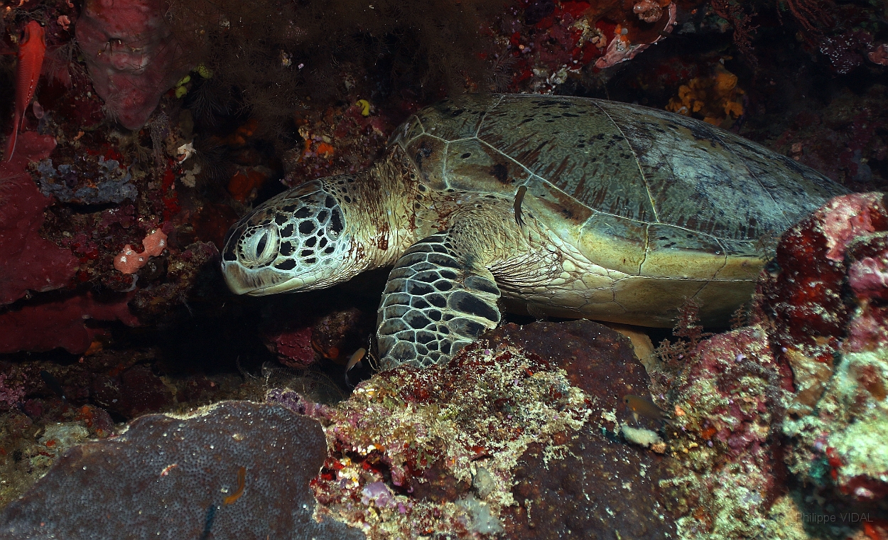 Sipadan_2015_Tortue Franche_Chelonia mydas_IMG_2391_rc.jpg